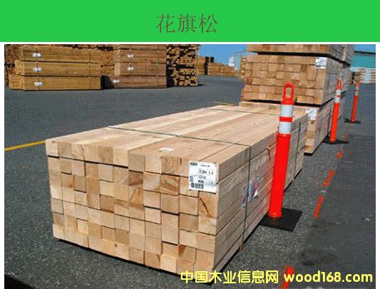 加拿大鐵杉的詳細(xì)介紹