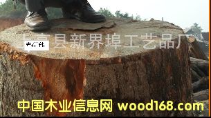 優(yōu)質(zhì)樟木 優(yōu)質(zhì)樟木