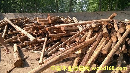 進(jìn)口桉樹(shù)原木 進(jìn)口桉樹(shù)原木